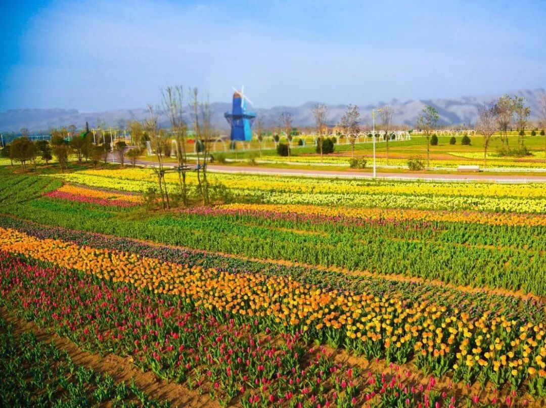 包头市土右旗七彩大地首届郁金香文化节4月26日盛大开幕