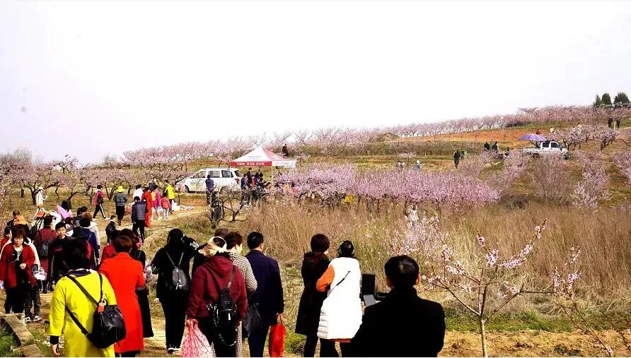 赏花,看景,贴近自然,尚市桃花节自2007年开始已经成为随县乡村旅游的