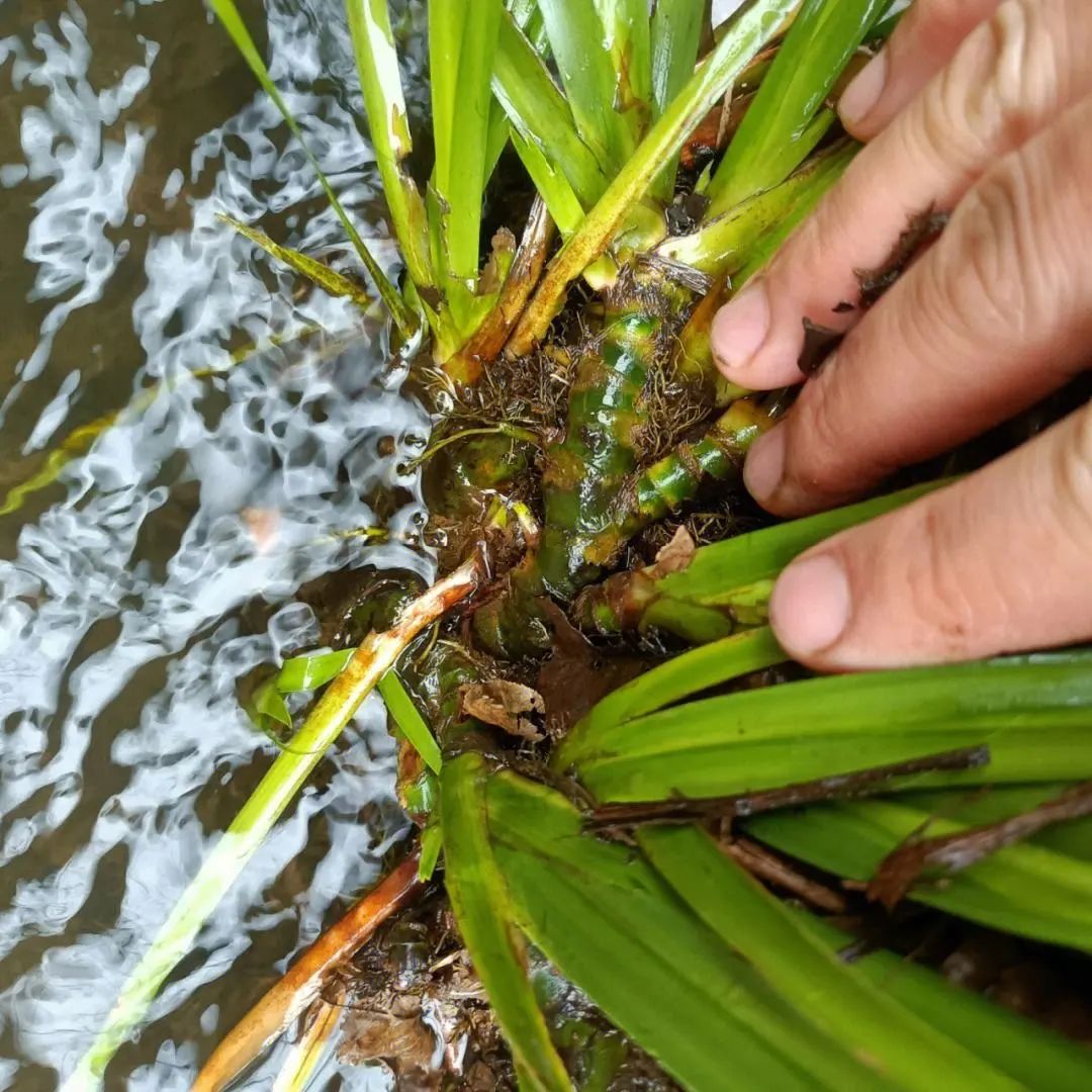 【石菖蒲：中医传统的神奇妙用】