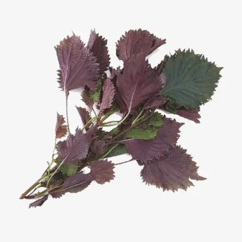一味经典中草药：紫苏根