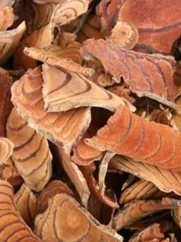 认识一味中药——【鸡血藤】：活血补血，调经止痛，舒筋活络