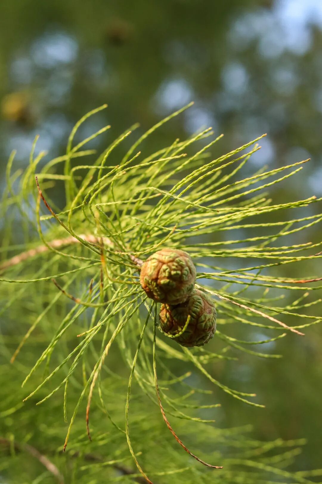 池杉的果实要略大一些,椭圆形的球果挤挤挨挨地垂在枝头,远看好似树上