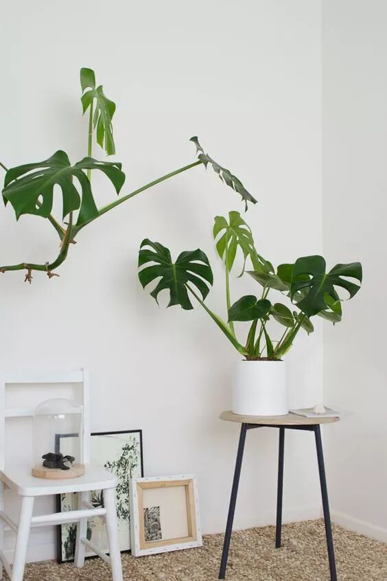 盘点那些清凉一夏的植物 在家养盆它电费不用花