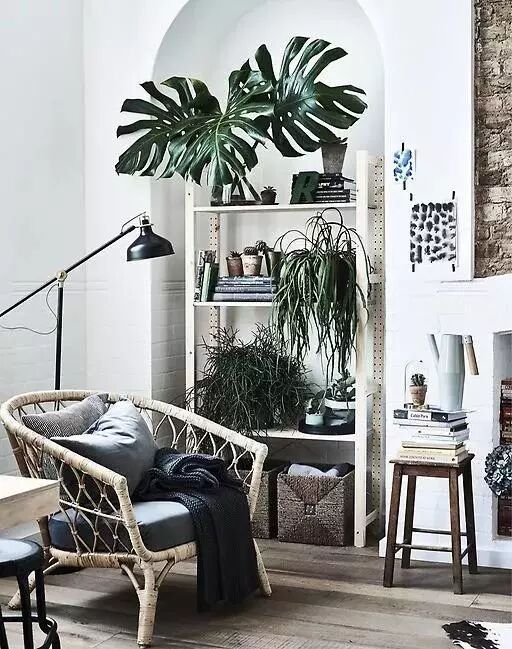 盘点那些清凉一夏的植物 在家养盆它电费不用花