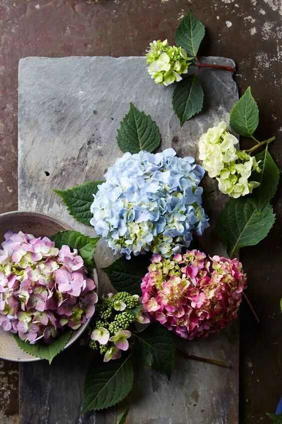 盘点那些清凉一夏的植物 在家养盆它电费不用花