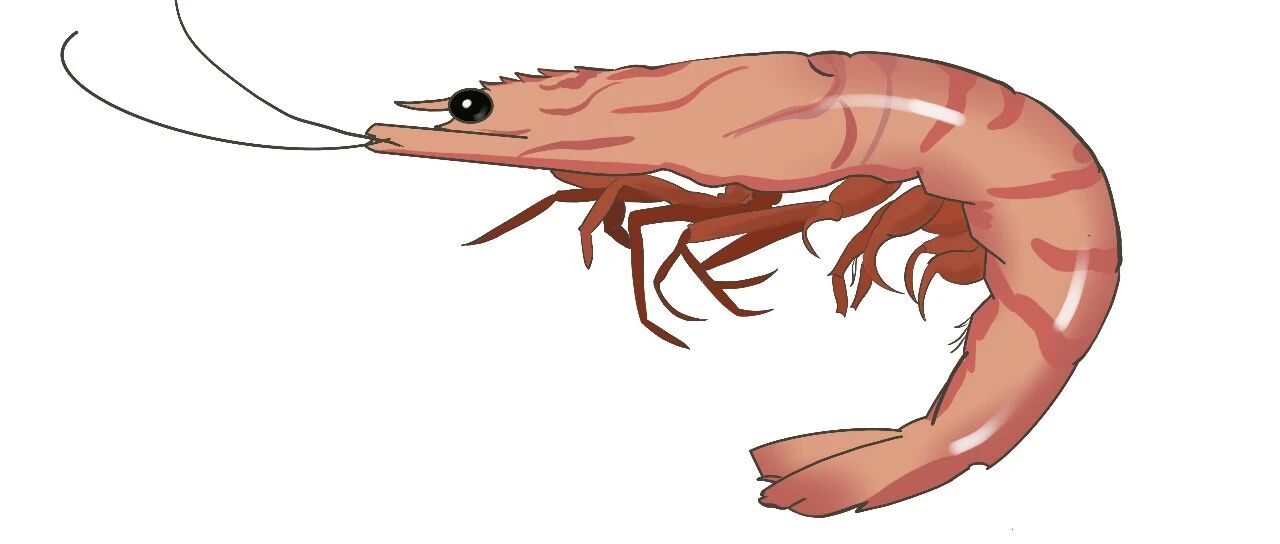 掐虾头、扯虾线，吃虾真得这么麻烦吗？