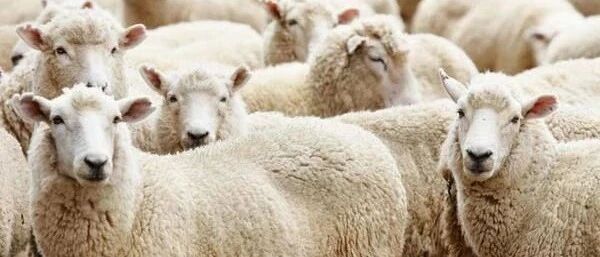 “布病”阴影之下，你看羊还有机会吗？