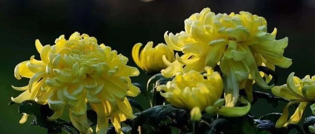 今日寒露丨天高昼暖夜来凉，草木萧疏梧落黄