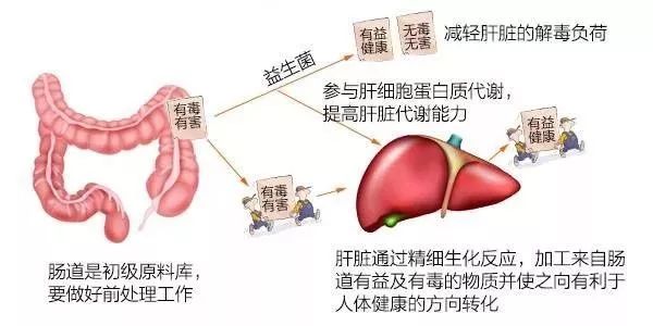 【益生菌專題】腸道菌群與肝臟的「愛恨情仇」！ 健康 第4張