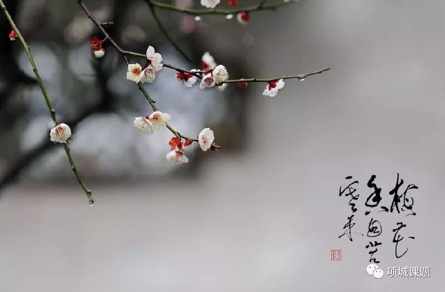宝剑锋从磨砺出 梅花香自苦寒来 项城课题 微信公众号文章阅读 Wemp