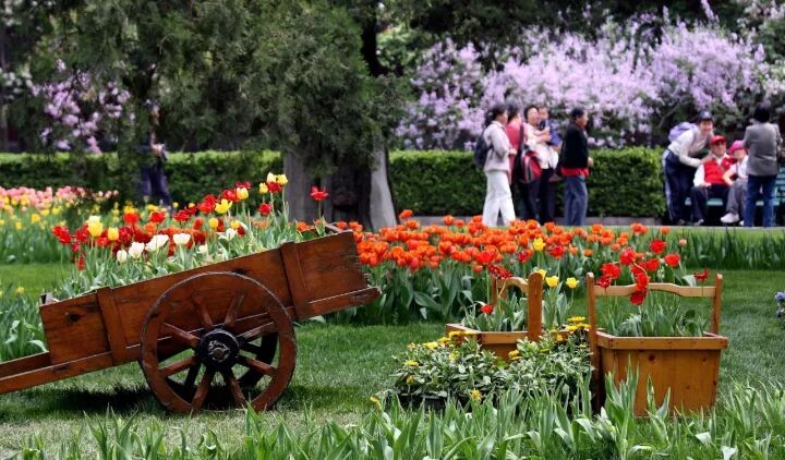 园艺 球根花卉种植搭配攻略 园林植物赏析 微信公众号文章阅读 Wemp