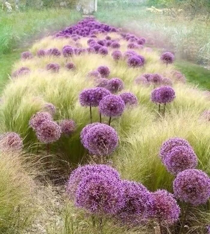 园艺 球根花卉种植搭配攻略 园林植物赏析 微信公众号文章阅读 Wemp