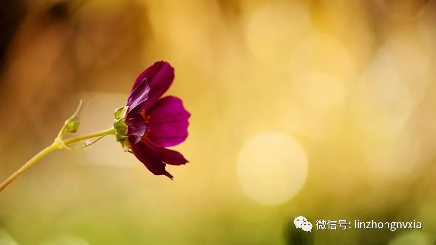 一年又过去的唯美句子