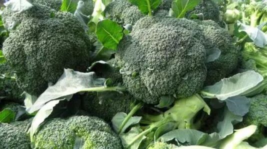 西兰花 花椰菜 花枝肥嫩鲜美 这种高档蔬菜又该如何栽培 爱种瓜菜 微信公众号文章阅读 Wemp
