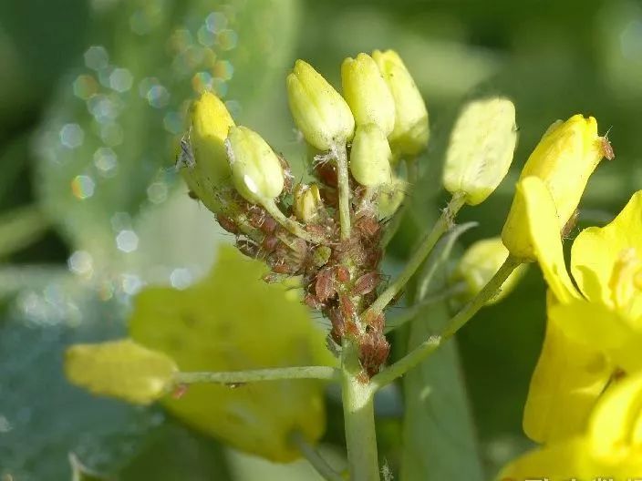 蔬菜害虫种类繁多 啥方法可以彻底去除蔬菜中的害虫 爱种瓜菜 微信公众号文章阅读 Wemp