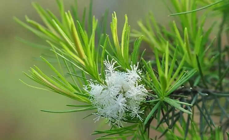 【每日识一油】— 茶树 tea tree