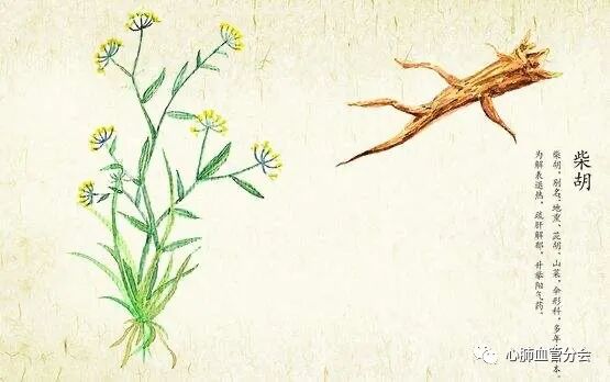 小柴胡冲剂，风热感冒、咽喉肿痛等12种病症都可以用！