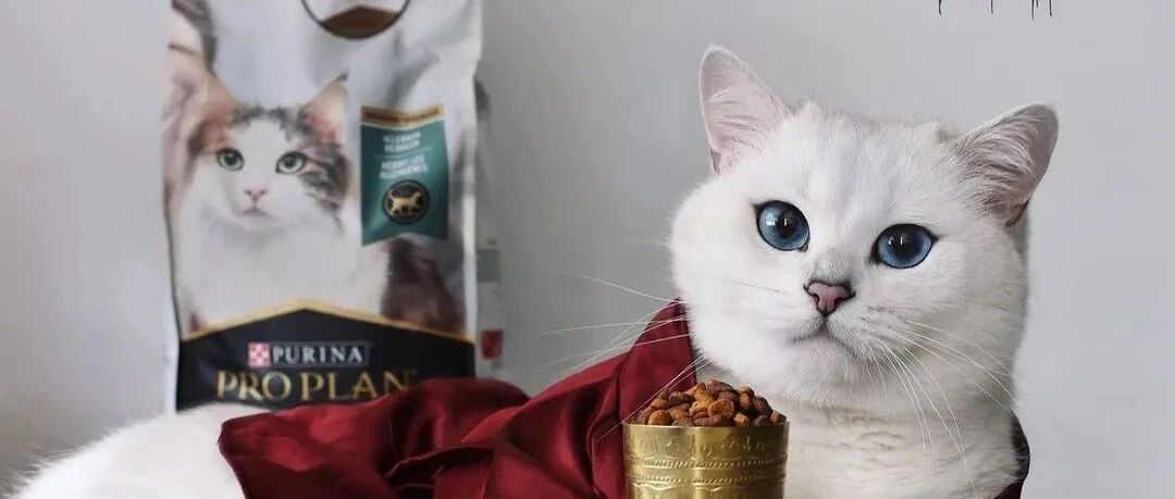 全球颜值最高的猫，年收入3500万！网友：原来长得好看真的可以当饭吃