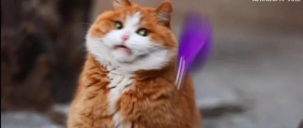 我真没想到，“故宫第一网红”居然也能塌房…