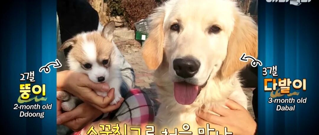 韩国金毛让柯基意外怀孕？！网友：还好你只是个接盘的……