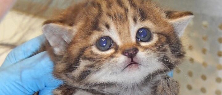 这只小猫咪萌哭千万网友，却被全球禁养？达咩！再可爱也不行！