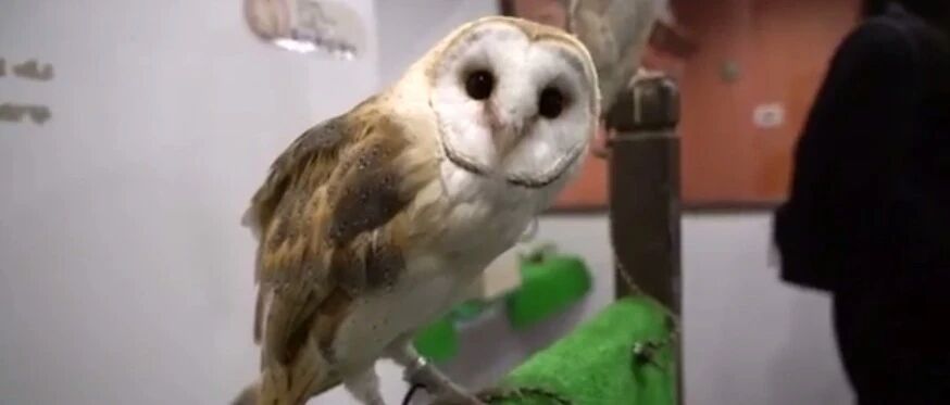 猫头鹰咖啡馆可爱的背后，是人类无法想象的残酷...