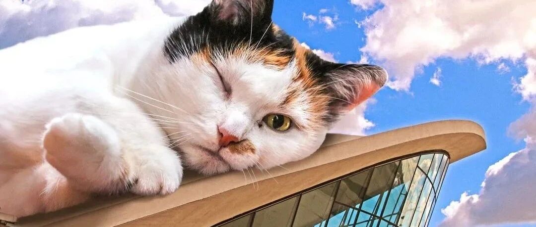 41岁美国帅大叔“养”了上百只巨猫，身长3米，全世界爆火！网友：一脚踩扁铲屎的！