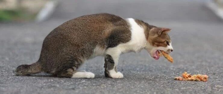 法国人用塑料袋在开水里煮饭！原因竟是没有电饭锅……