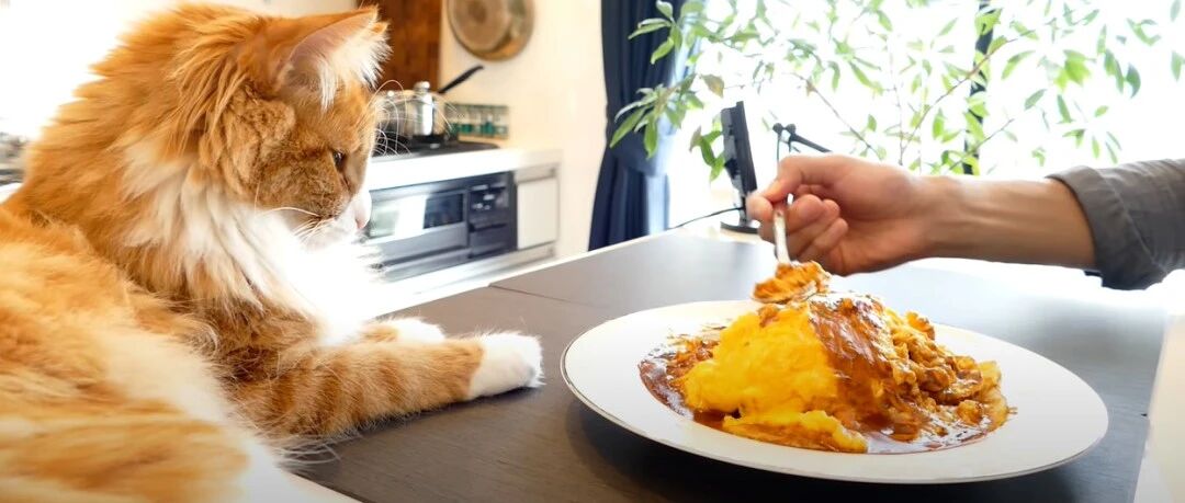 教猫做菜？日本美食博主靠猫爆红吸粉470w！网友：我可能养的是只假猫