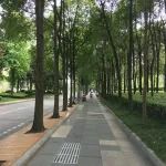 活动预告 | 李杨主讲《成都行道树变迁小史》