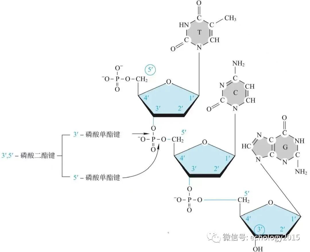六碳糖 A 医学百科