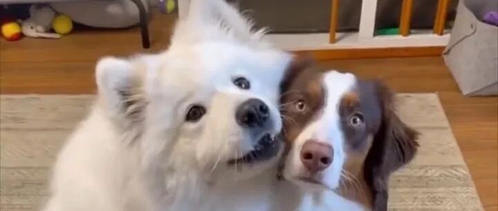 萨摩耶：如果是给我的，那我就不撒手了！