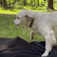 最高端的猎手，往往都以猎物的形式出现，这只金毛不简单呐！