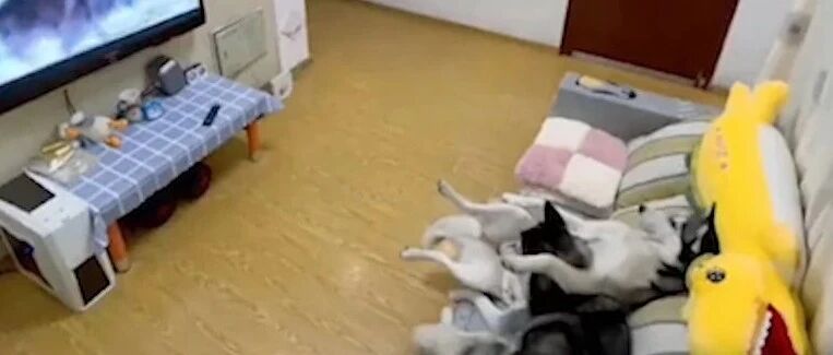 这二哈真成精了！要不是监控拍下来，我都不敢相信！！