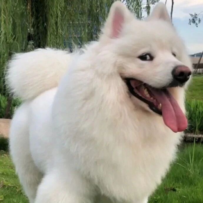 萨摩耶教你拍照如何显腿长 ​​​​