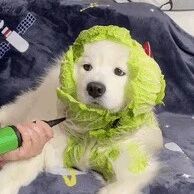 表演个大变菜狗！