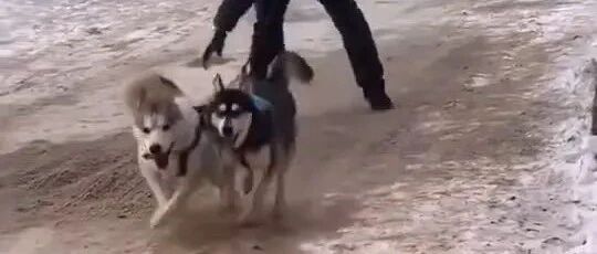 哈哈哈哈哈，北方养哈士奇的实在太难了！！