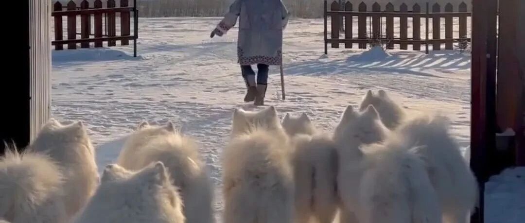 萨摩耶算是把123木头人玩透了，​真的好会玩哈哈哈