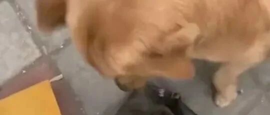 铲屎官详细介绍了阳台的每一件垃圾，狗疯了...