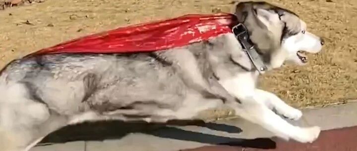 眼神对哈士奇有多重要？画狗点睛啊！