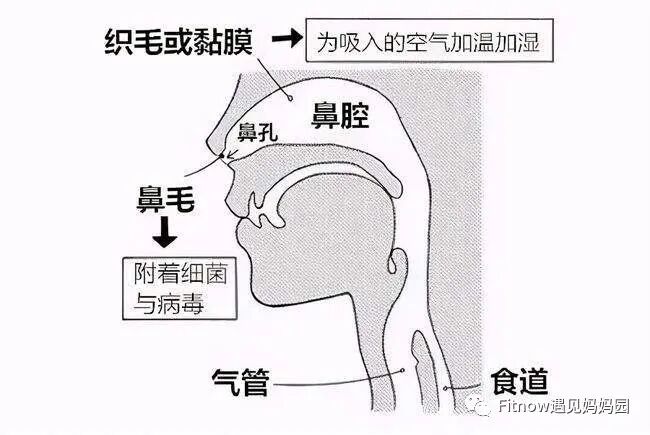 怎么区别呼吸用嘴呼吸和用鼻呼吸的区别居然那么大_https://www.jmylbn.com_新闻资讯_第2张