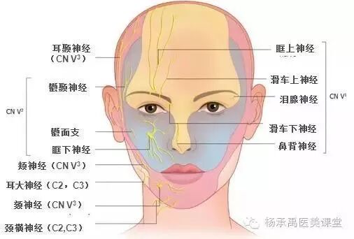 干货 | 医疗美容实用解剖（1）——面部血管及神经