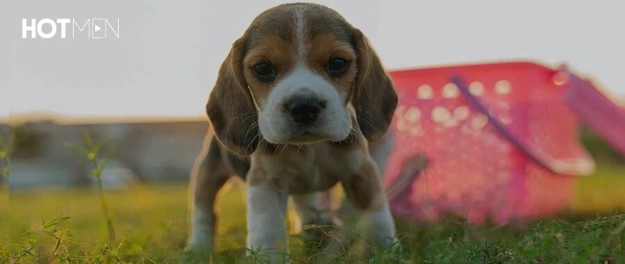 自从养了狗勾，我就成了忍人