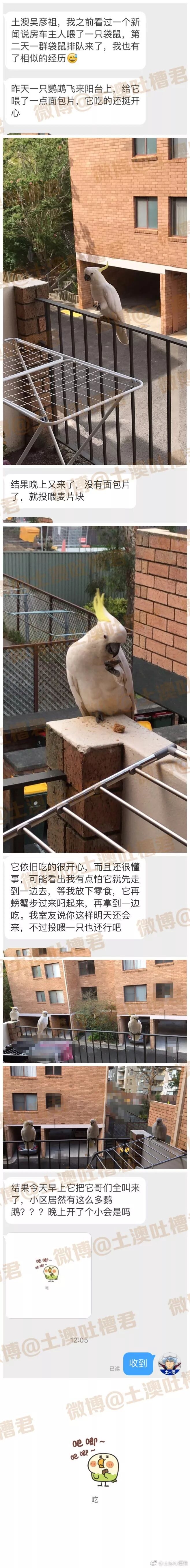 投喂这只小可爱后，它竟带着...强行来“报恩”了.... - 2
