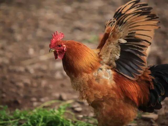 松林坡上不一般的跑山鸡