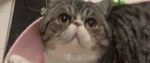 被执行安乐死！确诊病例家中猫两次核酸阳性，主人：它们是家人