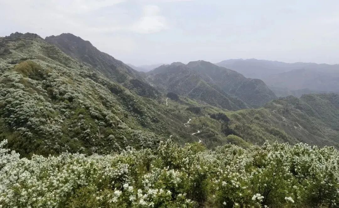 【荒野61登山】4月19日(周三)蓝关古道 | 蓝关古道穿越虎头山
