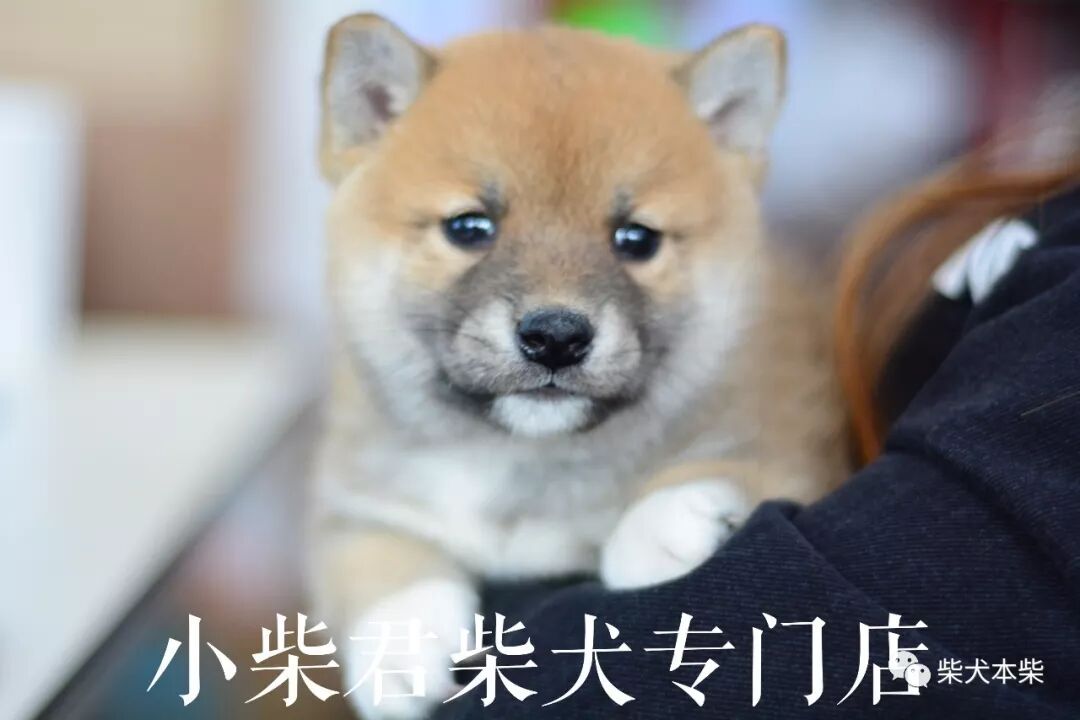 Tlc官网 英雄联盟电竞上海大师赛直播在哪看lol电竞上海大师赛直播地址