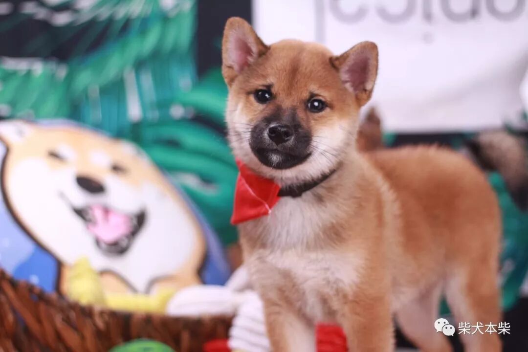 Tlc官网 英雄联盟电竞上海大师赛直播在哪看lol电竞上海大师赛直播地址