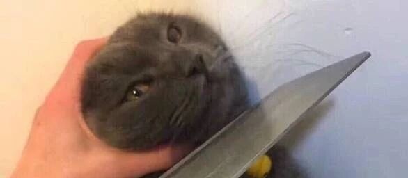 二次元游戏，首测=公测